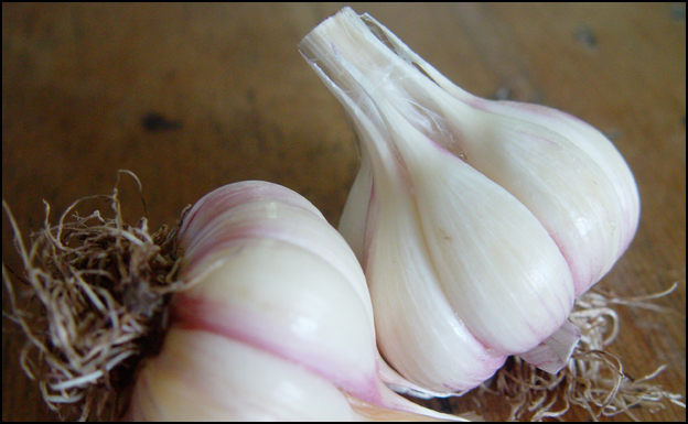 Garlic2