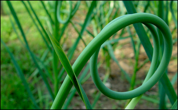 Rocambole Garlic Scapes 