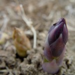 An asparagus bed to die for